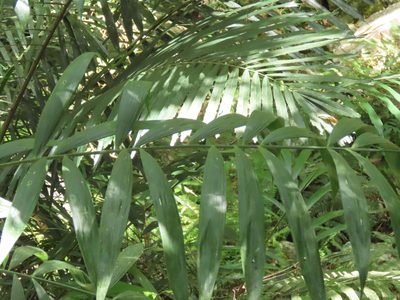 Calamus formosanus, photographed by chiuluan