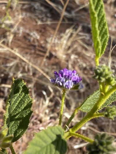 Cullen balsamicum, photographed by Richard Fuller