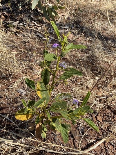 Cullen balsamicum, photographed by Richard Fuller
