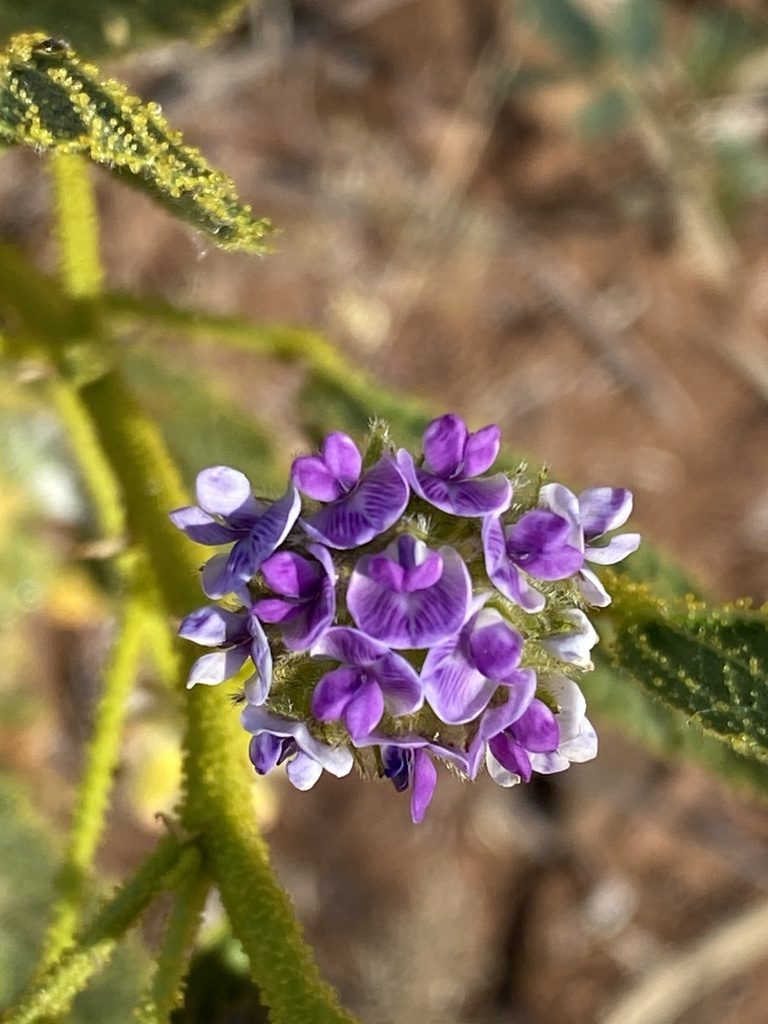 Cullen balsamicum, photographed by Richard Fuller