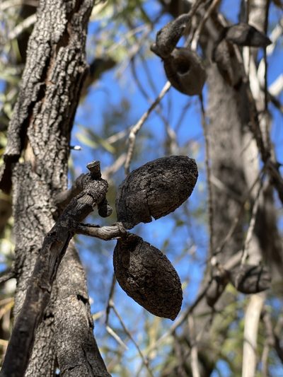 Hakea arborescens, photographed by Richard Fuller