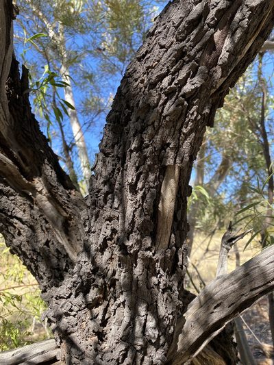 Hakea arborescens, photographed by Richard Fuller