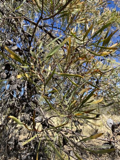 Hakea arborescens, photographed by Richard Fuller