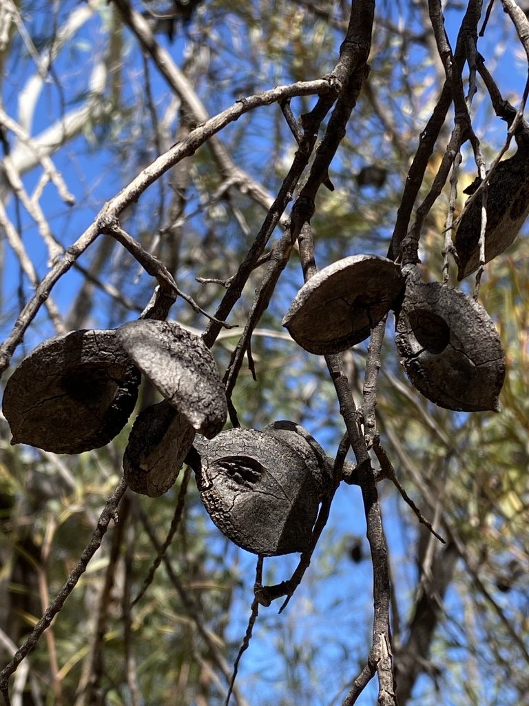 Hakea arborescens, photographed by Richard Fuller