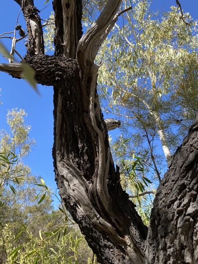 Hakea arborescens, photographed by Richard Fuller