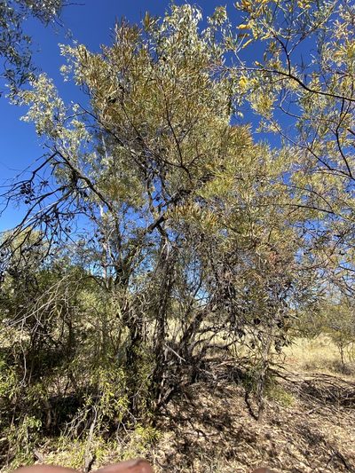Hakea arborescens, photographed by Richard Fuller
