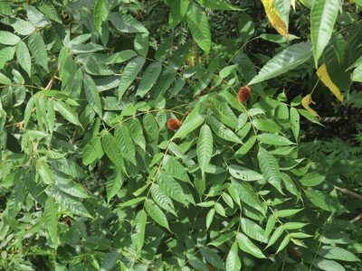 Platycarya strobilacea, photographed by chiuluan