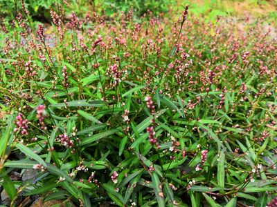 Persicaria minor, photographed by Kryštof Boura