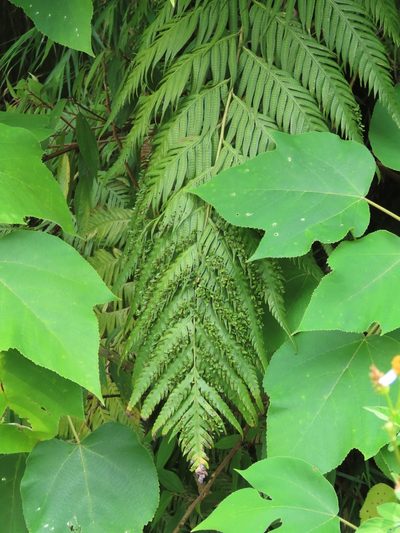 Woodwardia prolifera, photographed by chiuluan