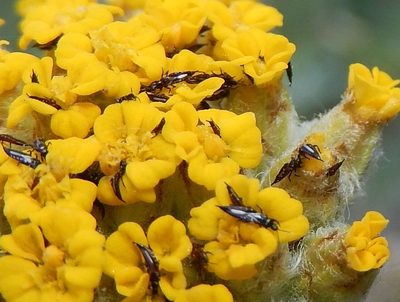 Achillea tomentosa, photographed by Luca Fornasari