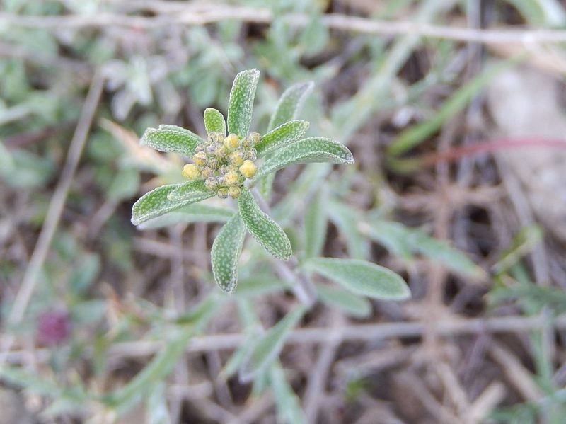 Odontarrhena argentea, photographed by Luca Fornasari
