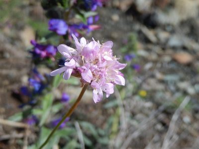 Armeria arenaria, photographed by Luca Fornasari