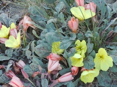 Oenothera xylocarpa, photographed by Jim Dreier