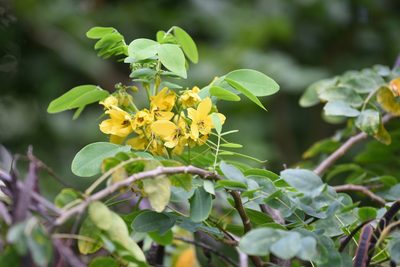 Senna sulfurea, photographed by Omar Haroon