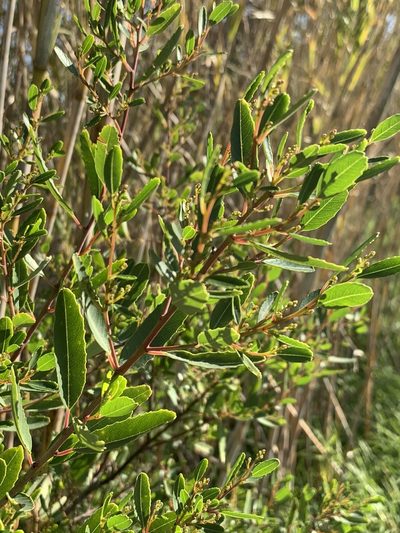 Noltea africana, photographed by Dave Richardson