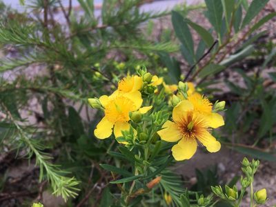 Hypericum kalmianum, photographed by Kathleen Houlahan Chayer