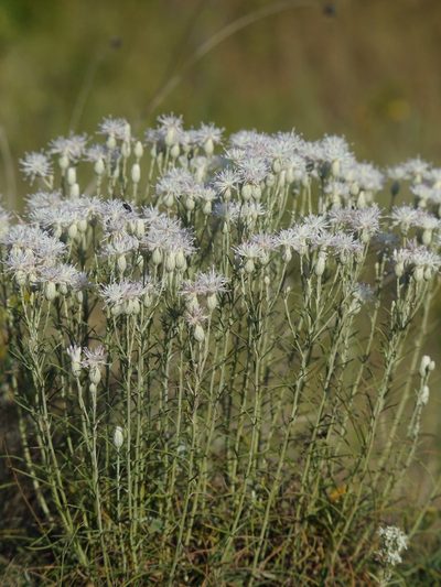 Jurinea stoechadifolia, photographed by Roman