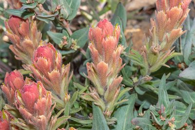 Castilleja arachnoidea, photographed by Don Loarie