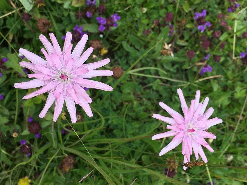 Scorzonera rosea, photographed by Giorgia Mocilnik