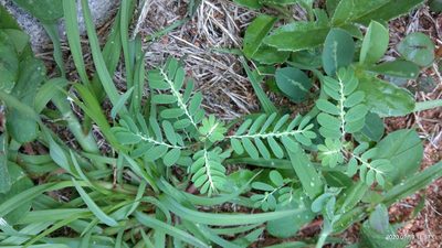 Phyllanthus niruri, photographed by Swarochi Tathagath