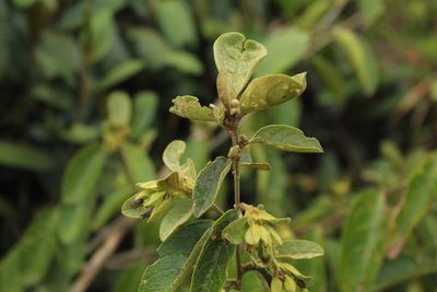 Cestrum tomentosum, photographed by Andrés Ramírez-Barrera