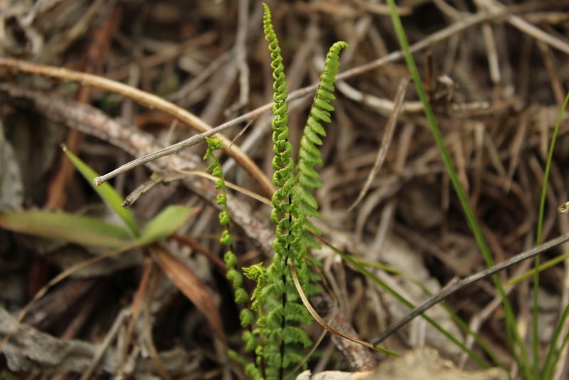 Adiantopsis lindigii, photographed by Andrés Ramírez-Barrera