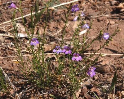 Penstemon linarioides, photographed by desertnaturalist