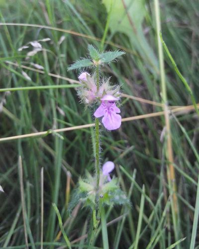 Stachys aspera, photographed by Юлия