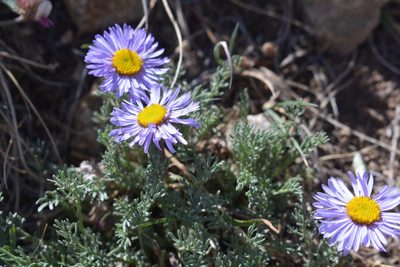 Erigeron pinnatisectus, photographed by John Powers