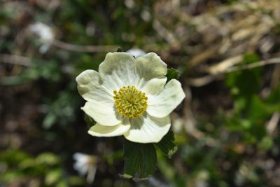 Anemonastrum zephyrum, photographed by John Powers