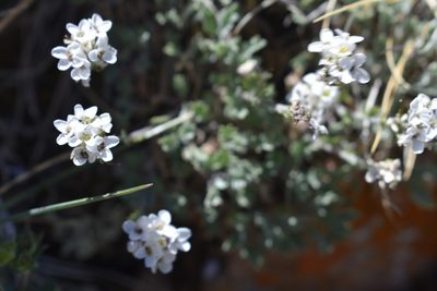 Smelowskia americana, photographed by John Powers