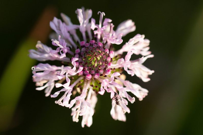 Marshallia graminifolia, photographed by Jessica