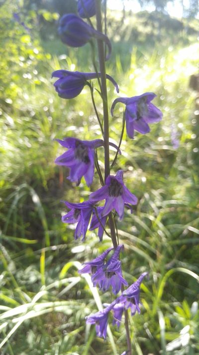 Delphinium crassifolium, photographed by Юлия