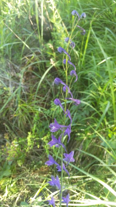 Delphinium crassifolium, photographed by Юлия