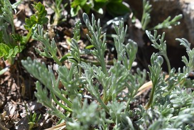 Artemisia scopulorum, photographed by John Powers