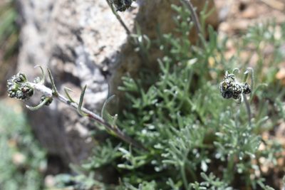 Artemisia scopulorum, photographed by John Powers