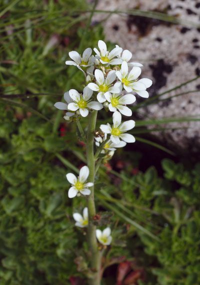 Saxifraga aquatica, photographed by Benoit NABHOLZ