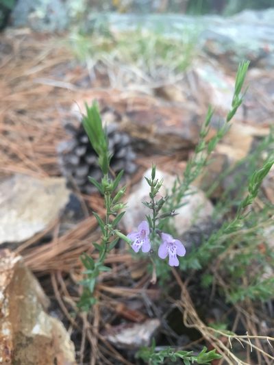 Hedeoma hyssopifolia, photographed by weaver