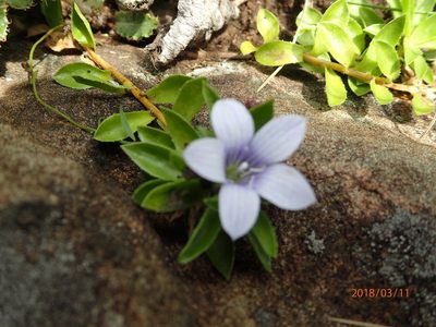 Craterocapsa tarsodes, photographed by Peter Warren