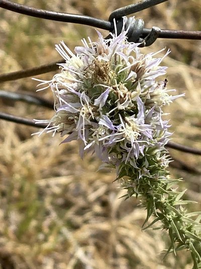 Liatris carrizana, photographed by Gary Rogers