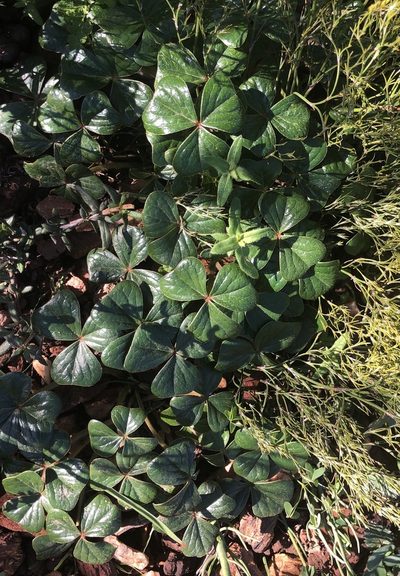 Oxalis strigosa, photographed by Cecile Roux