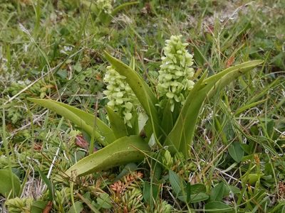 Platanthera huronensis, photographed by Todd Boland