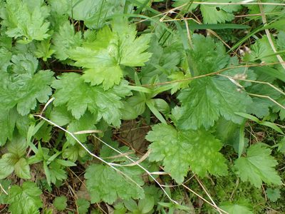 Heuchera glabra, photographed by Matt Bowser
