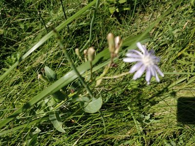 Lactuca oblongifolia, photographed by Jeff D Hansen