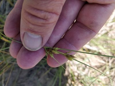 Cyperus schweinitzii, photographed by Jeff D Hansen