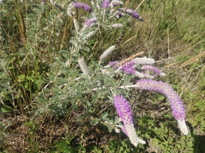 Dalea villosa, photographed by Jeff D Hansen
