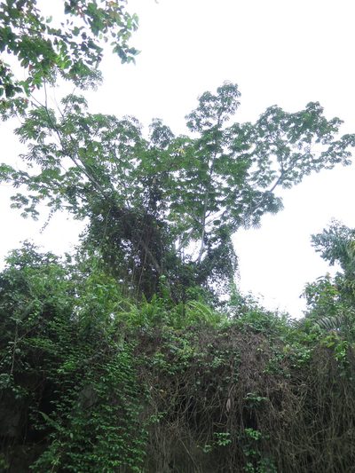 Musanga cecropioides, photographed by Ricardo Lima