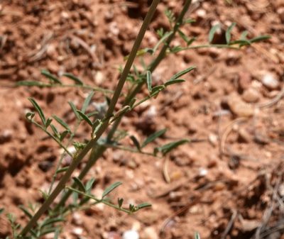 Dalea searlsiae, photographed by desertnaturalist