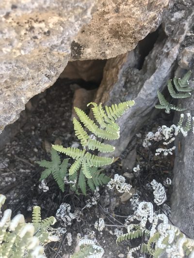 Notholaena candida, photographed by Cody Stricker