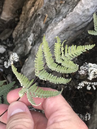 Notholaena candida, photographed by Cody Stricker